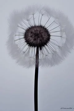 Closed Bud of a dandelion. Dandelion white flowers. IA technology Stock Illustration