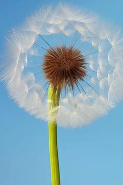 Closed Bud of a dandelion. Dandelion white flowers. IA technology Stock Illustration