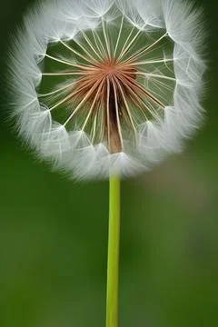 Closed Bud of a dandelion. Dandelion white flowers. IA technology Stock Illustration