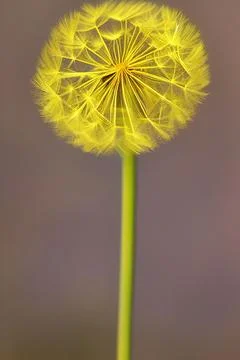 Closed Bud of a dandelion. Dandelion white flowers. IA technology Stock Illustration