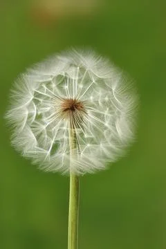 Closed Bud of a dandelion. Dandelion white flowers. IA technology Stock Illustration