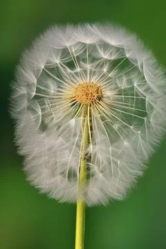 Closed Bud of a dandelion. Dandelion white flowers. IA technology Stock Illustration