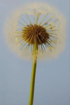 Closed Bud of a dandelion. Dandelion white flowers. IA technology Stock Illustration