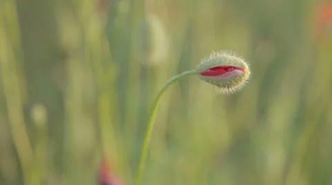 Closed bud of red poppy on wind Stock-Footage 7769112