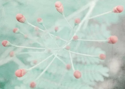 The closed buds of flowers of the Flaring tree Stock Photos
