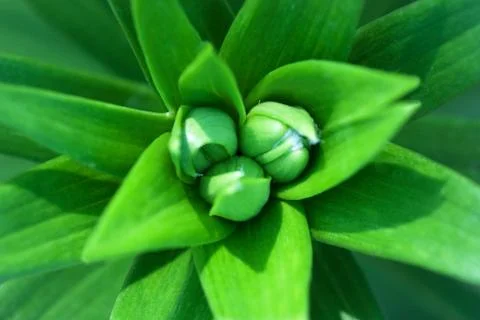 Closed buds Stock Photos