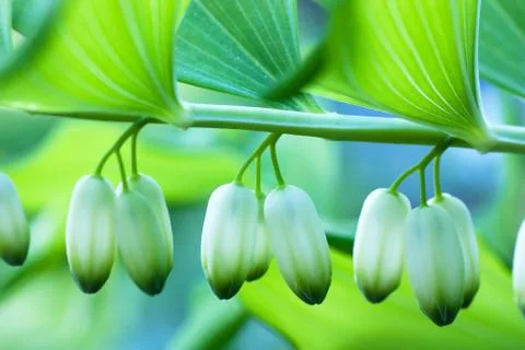 Closed buds Foto stock