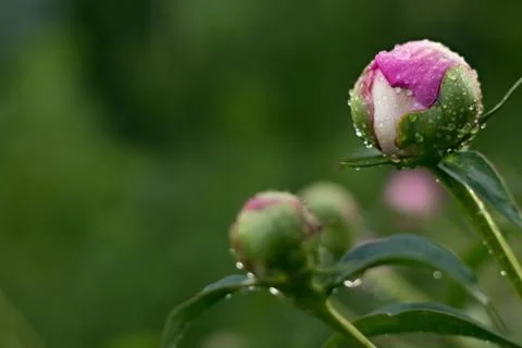 Closed Buds of Pions Stock Photos