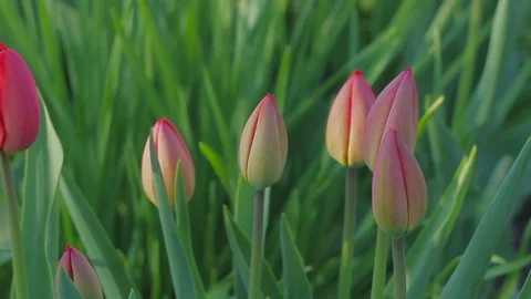 Closed buds of red tulips at dawn Stock Footage 88759370