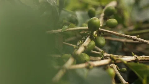 Closed Up Bunch of Coffee Cherries on Its Tree Branch Ready for harvesting Video stock 125298092
