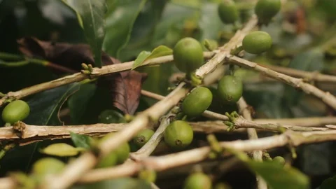 Closed Up Bunch of Coffee Cherries on Its Tree Branch Ready for harvesting Video stock 125298112