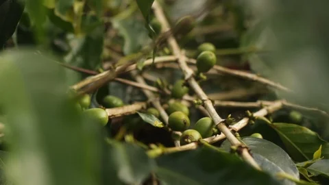 Closed Up Bunch of Coffee Cherries on Its Tree Branch Ready for harvesting Stock-Footage 125298374