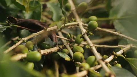 Closed Up Bunch of Coffee Cherries on Its Tree Branch Ready for harvesting Video stock 125298378