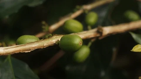 Closed Up Bunch of Coffee Cherries on Its Tree Branch Ready for harvesting Video stock 125298494