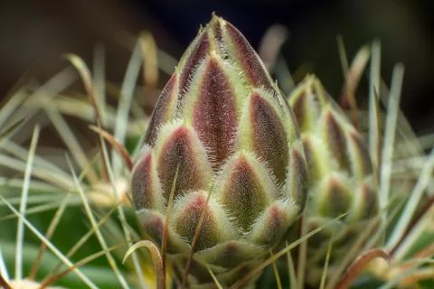 Closed cactus bud from extremely close range, cactus bloom macro Stock Photos