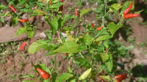 Closed up of cayenne pepper plants (Capsicum frutescens) Video stock 291405122