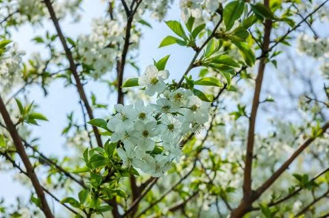 Closed up of cherry blossom Stock Photos