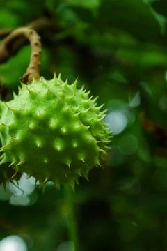 Closed chestnut on a tree. Stock Photos