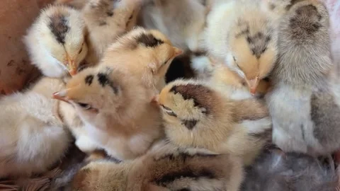 Closed-up of chicks Stock-Footage 219548654