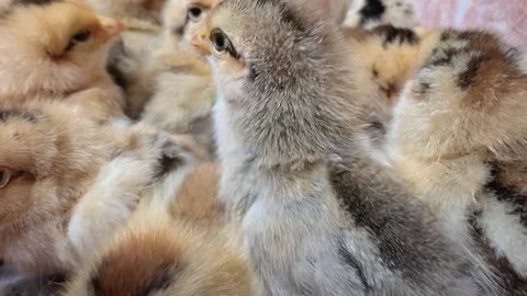 Closed-up of chicks Stock-Footage 219548707