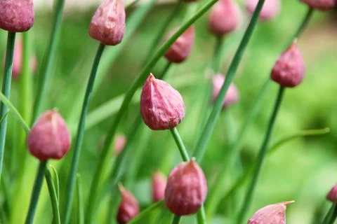 Closed chive flower buds Stock Photos