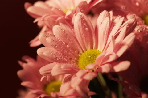 Closed up chrysanthemum Stock Photos