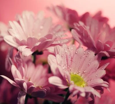 Closed up chrysanthemum Foto stock