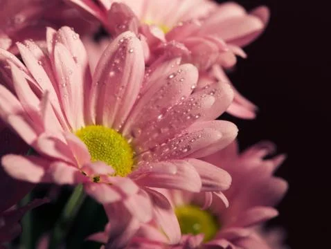 Closed up chrysanthemum Stock Photos