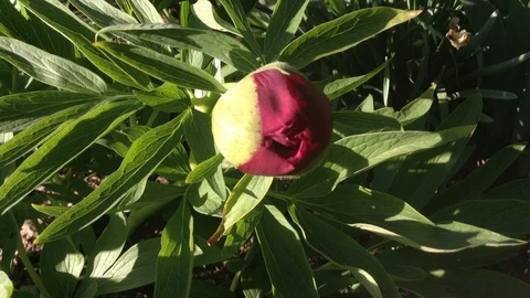 Closed Circle Red &amp; Yellow Flower Peony Paeonia Close Up Stock Footage 90524384