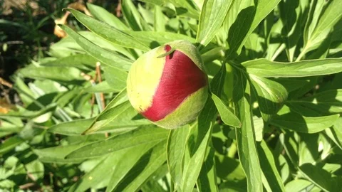 Closed Circle Red &amp; Yellow Flower Peony Paeonia Close Up 2 Stock Footage 90524526