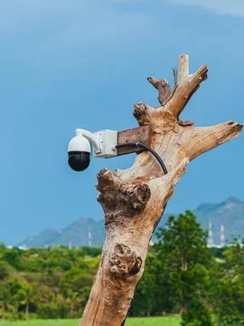 Closed circuit camera multi-angle CCTV system camera installed on dead tree.. Stock Photos