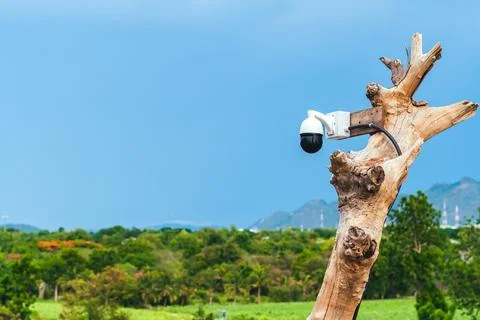 Closed circuit camera multi-angle CCTV system camera installed on dead tree.. Stock Photos