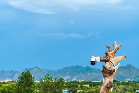 Closed circuit camera multi-angle CCTV system camera installed on dead tree.. Stock Photos