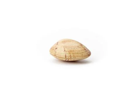 Closed clam shell resting on white background Stock Photos