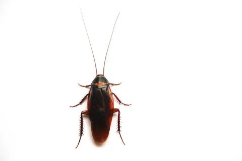 Closed up the cockroach insect on white background Fotos Stock