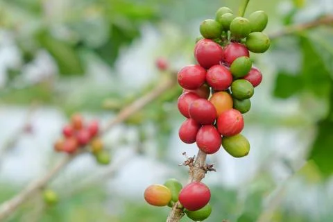 Closed up coffee on the tree Stock Photos