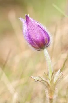 Closed common pasque Flower Stock Photos