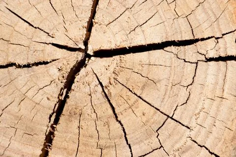 Closed up of cracked tree stump background with copy space for decoration 스톡 사진