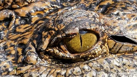 Closed up of crocodile's eye. Stock Footage 71429427