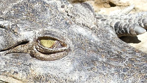 Closed up of crocodile's eye when open eyes. 스톡 동영상 87344847