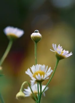 Closed daisy with drop of water Stock Photos