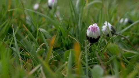Closed Daisy is a meadow Stock Footage 129498845