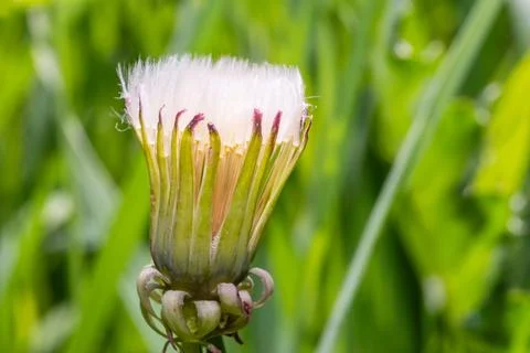 Closed Dandelion Bud Macro in Spring Scene. Fotos Stock