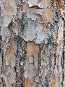 Closed dry tree bark with cracks. Stock Photos