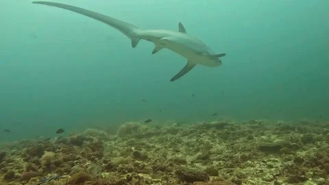 Closed encounter with the thresher shark D&amp;n production Stock Footage 257047029