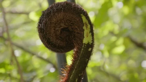 Closed Fern Frond #2 Stock Footage 86512559