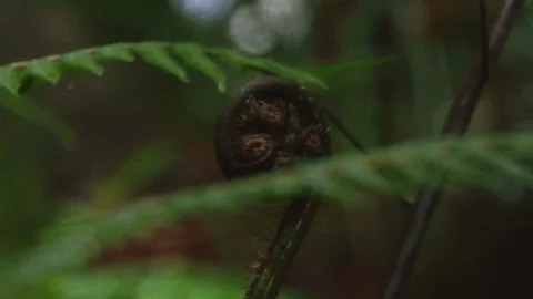 Closed Fern Frond Stock Footage 86507923