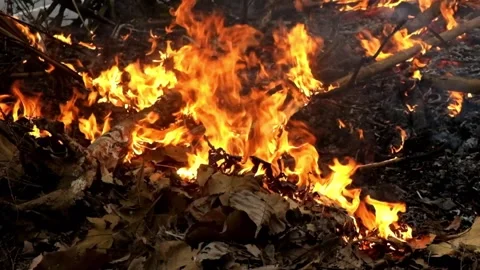 Closed up the fire quickly burned dry leaves and twigs in the garden Stock Footage 289782451