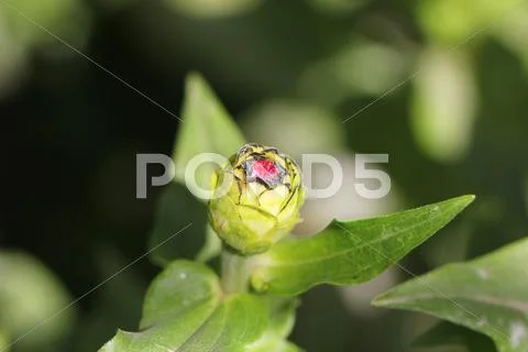Closed flower bud Stock Photos