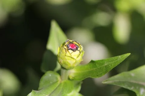 Closed flower bud Foto stock